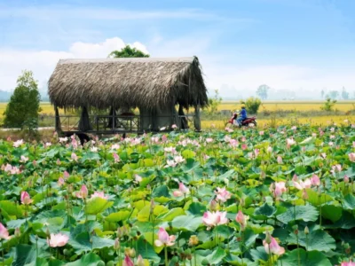 Tour 1 ngày Cần Thơ đi Đồng Tháp